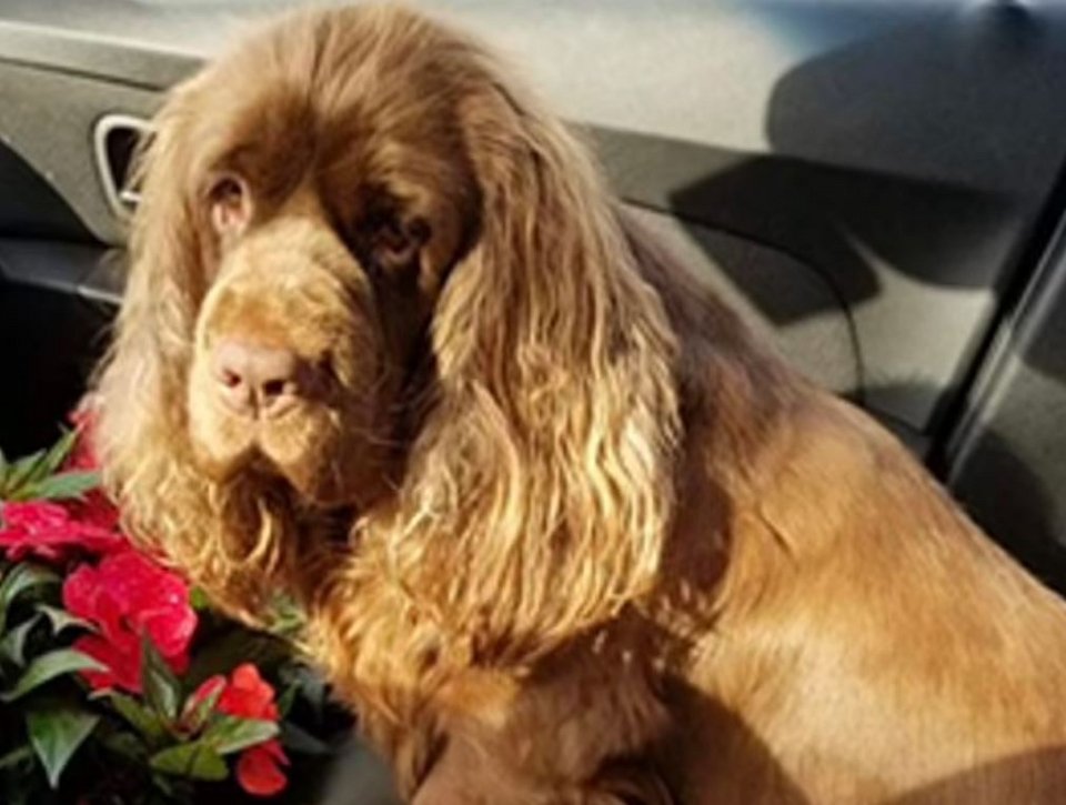 Η σκυλίτσα Pink