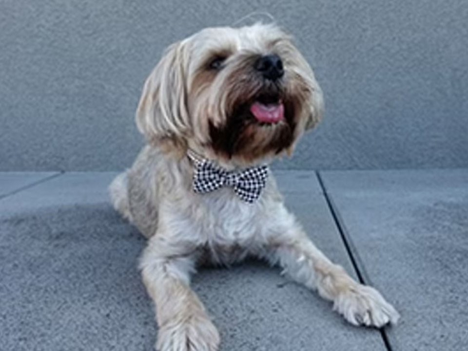 Ο George Morkie  πήρε το όνομά του από τη μίξη του, που είναι Maltese/Yorkie, γνωστό ως Morkies.