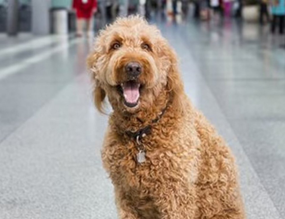 Όταν ο Toby δεν βρίσκεται στο αεροδρόμιο, μπορεί να τον βρει κανείς σε καταφύγια αστέγων, εγκαταστάσεις ψυχικής υγείας και σχολεία.  