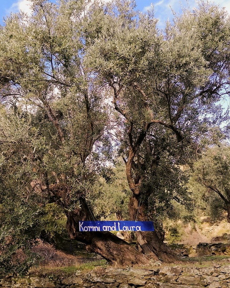 Το δέντρο παίρνει το όνομα που του δίνει ο ανάδοχος ή οι ανάδοχοί του, με ταμπέλες που κρεμιούνται απ΄τα κλαδιά του.