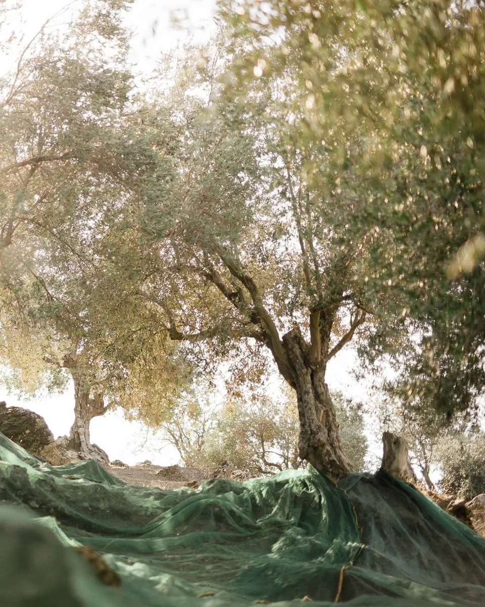 https://www.iefimerida.gr/sites/default/files/styles/in_article/public/article-images/2022-12/unknown_317604979_5652516178129085_1354796319245886582_n.jpg.webp?itok=k8DeYAqY