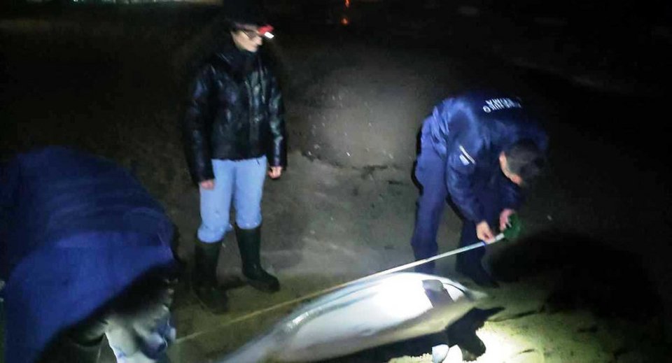 Δελφίνι δύο μέτρων ξεβράστηκε στην παραλία της Νέας Καρβάλης, στην Καβάλα / Ερασιτέχνες Ψαράδες Καβάλας