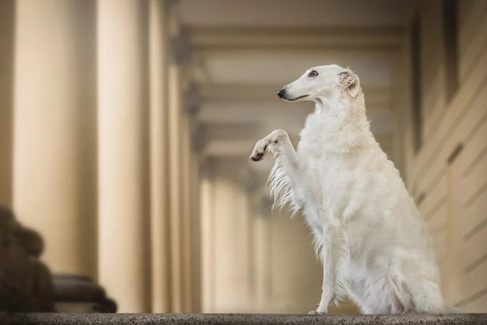 Μπορζόι - ο αριστοκράτης των σκύλων