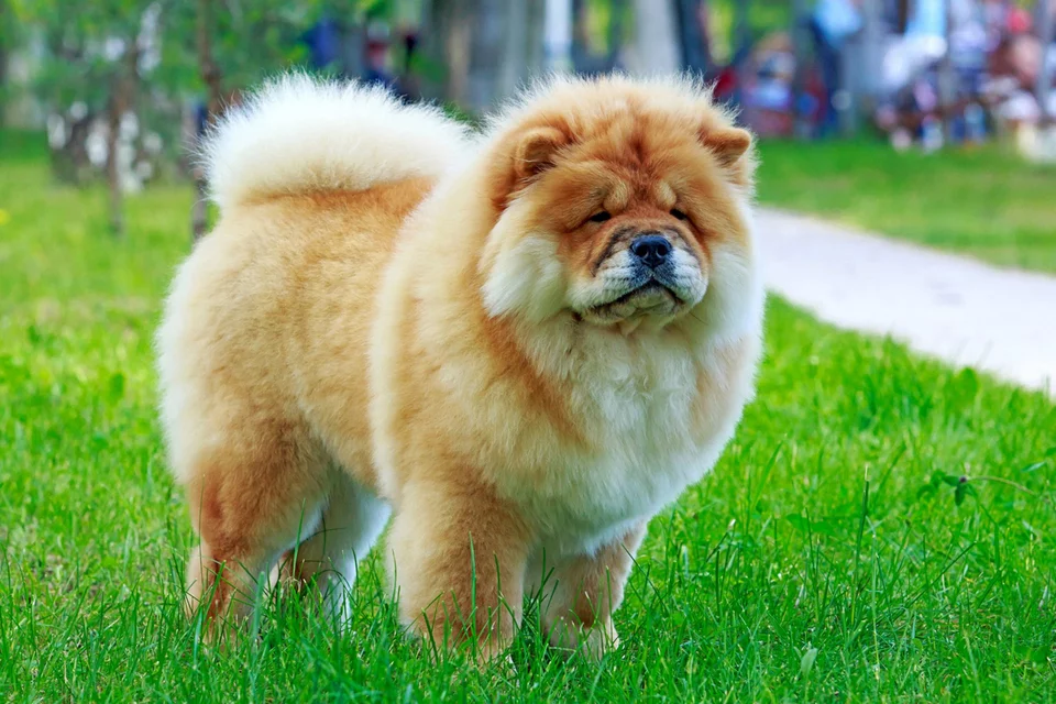Chow chow