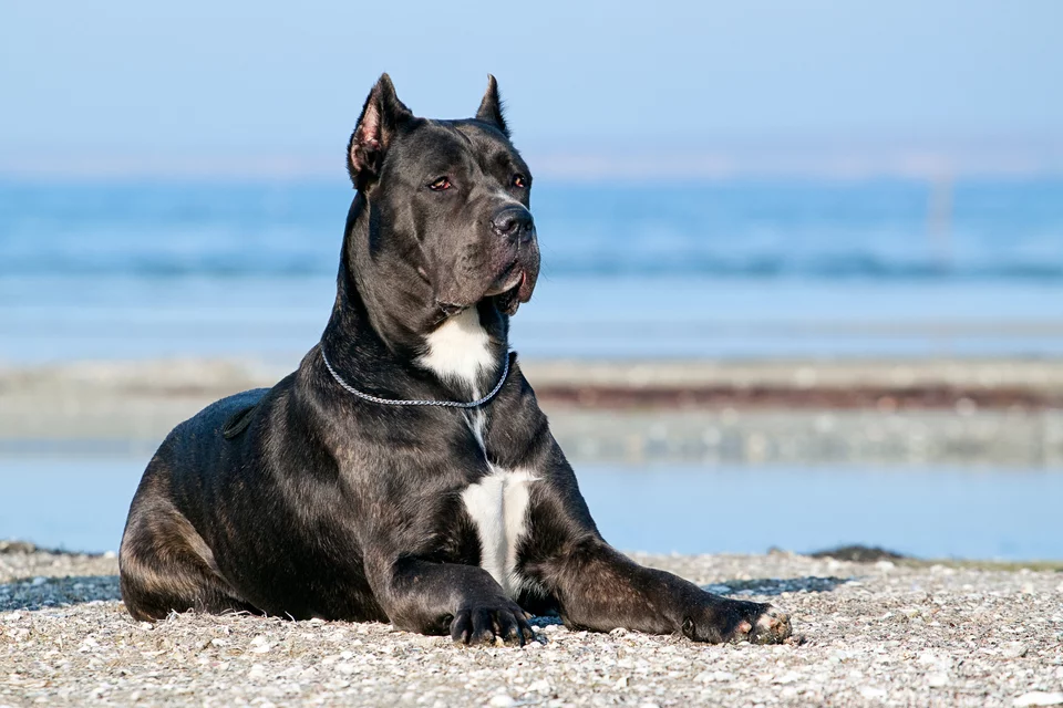 Σκύλος ράτσας Cane Corso 