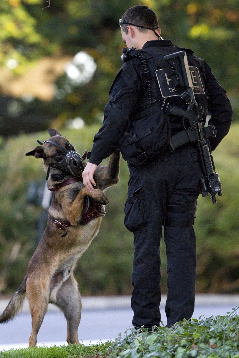 Τα βελγικά μαλινουά χρησιμοποιούνται συχνά ως αστυνομικοί σκύλοι