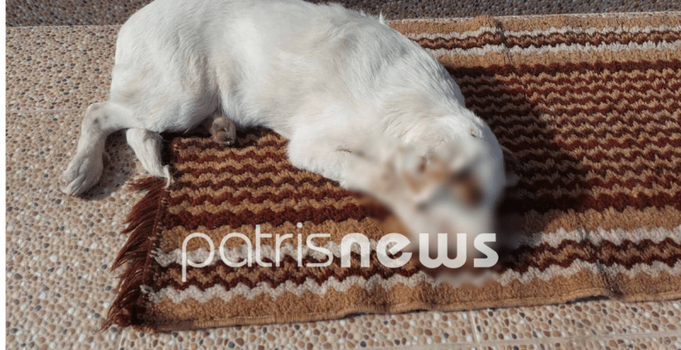 Σκύλος βρήκε τραγικό θάνατο από φόλα / patrisnews.gr