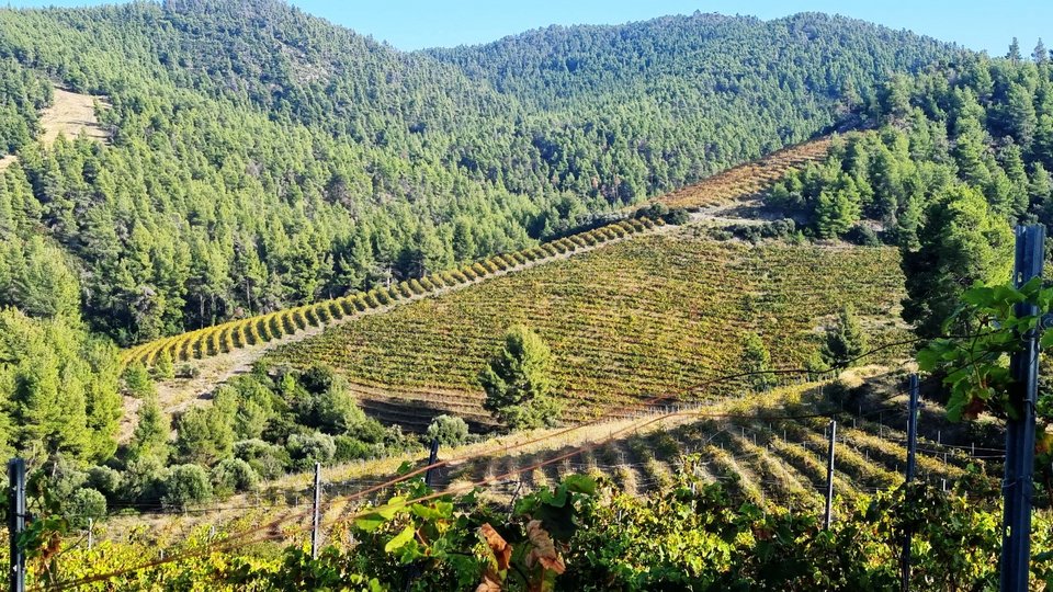 Ο αμπελώνας στη Χαλκιδική