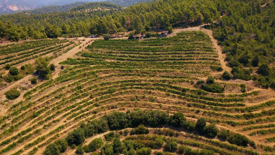 Στόχος της ομάδας που βρίσκεται στο βουνό είναι να προχωρήσουν οι εργασίες αναγέννησης του ιστορικού αμπελώνα του Κτήματος Πόρτο Καρράς, στο πλαίσιο έργου με την ονομασία «New Era»