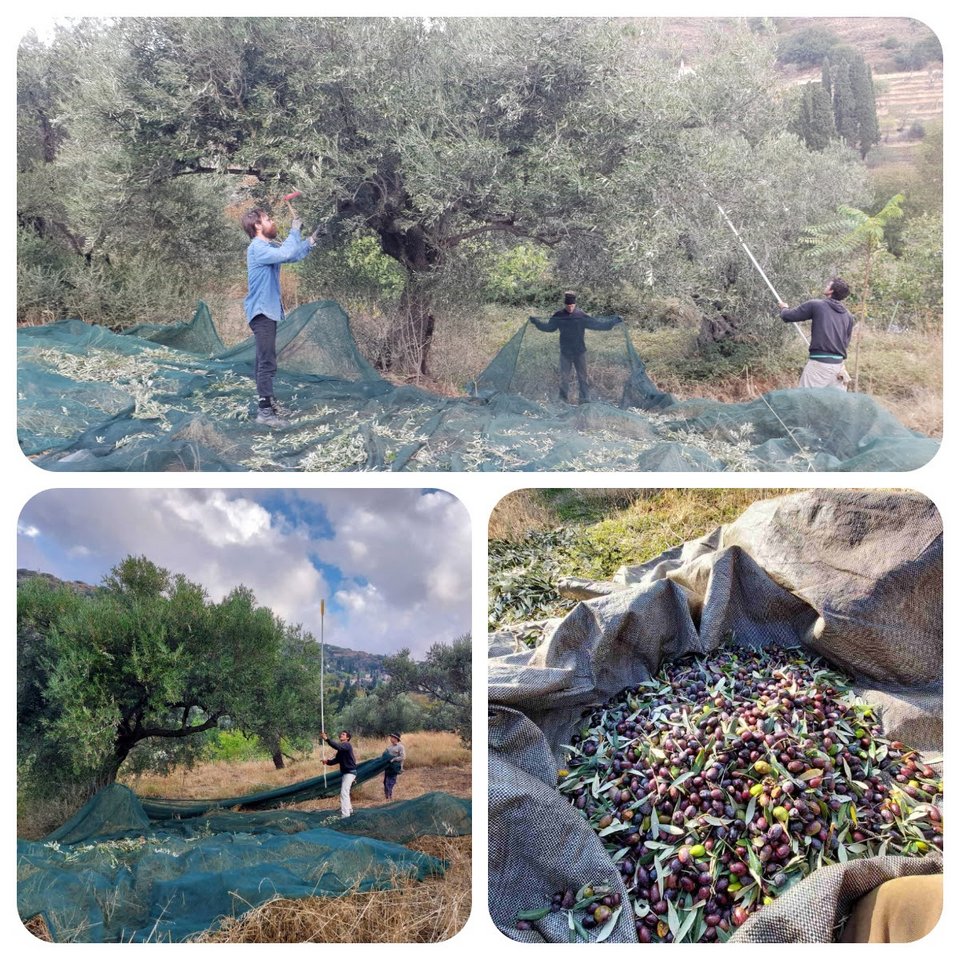 Στιγμιότυπα από το μάζεμα της ελιάς.