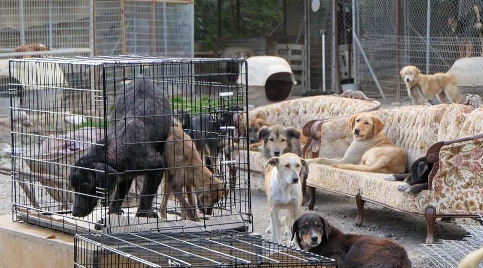 Φωτογραφία: Save a Greek Stray