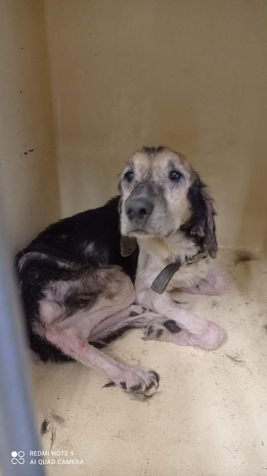 Φωτογραφία: Zero Stray Pawject