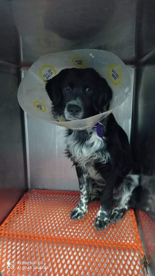 Φωτογραφία: Zero Stray Pawject