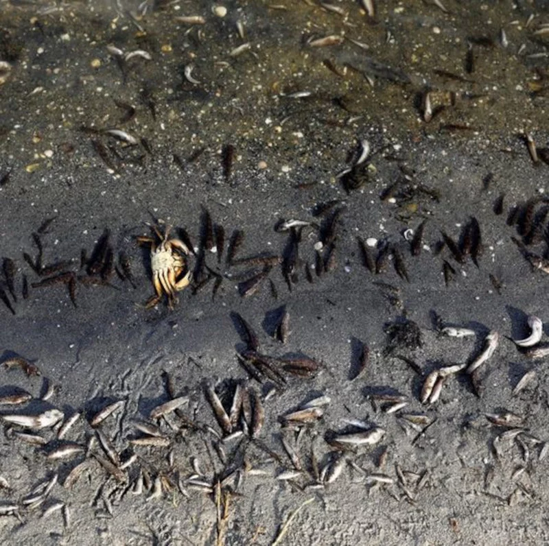 Australia fish Lajamanu.jpg