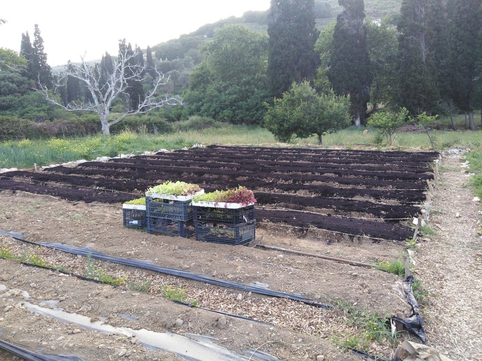 Τα χωράφια φυτεύονται χειροκίνητα σε στανταρ αποστάσεις.