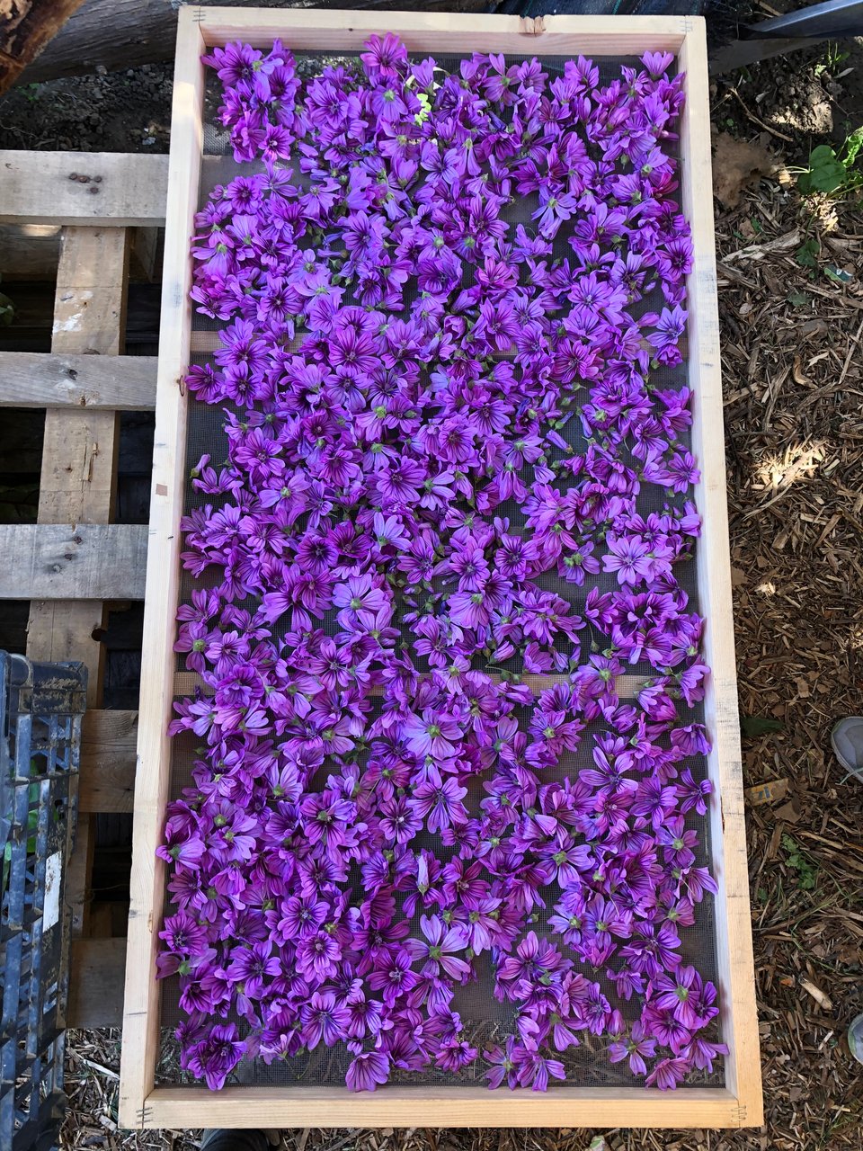 Στη Livada Farm παράγονται επίσης βρώσιμα λουλούδια και βότανα.