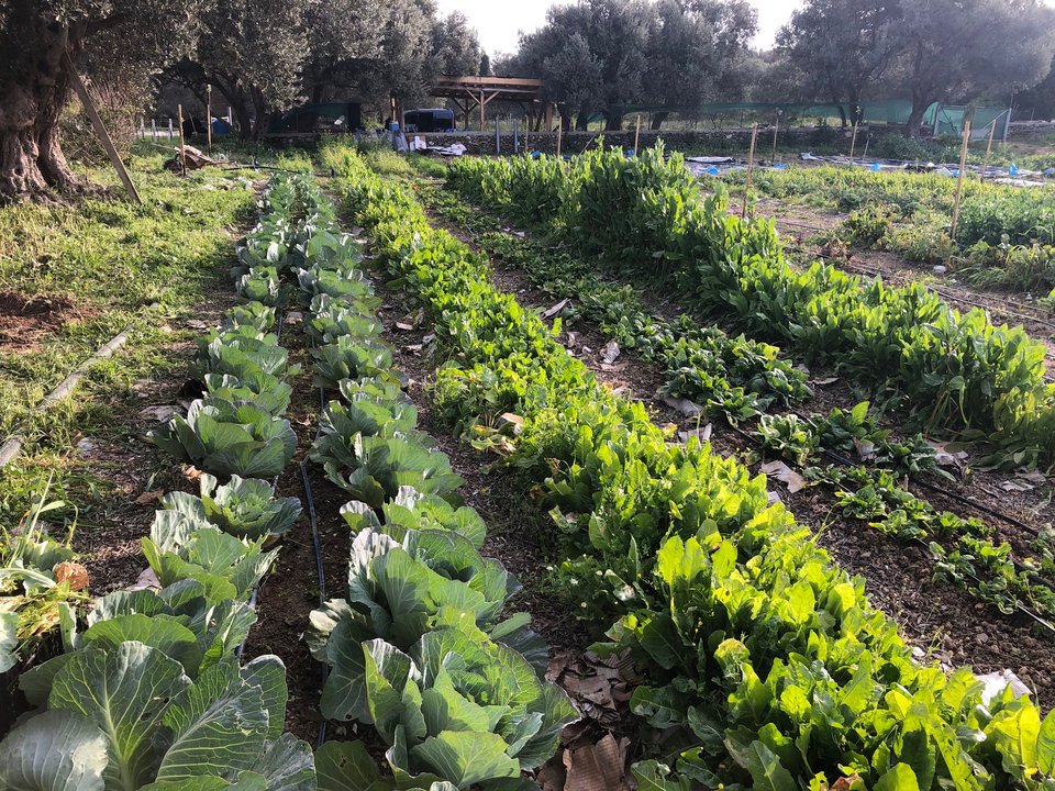 Η γη στη Livada Farm καλλιεργείται ακολουθώντας το μοντέλο της βιο-εντατικής καλλιέργειας.