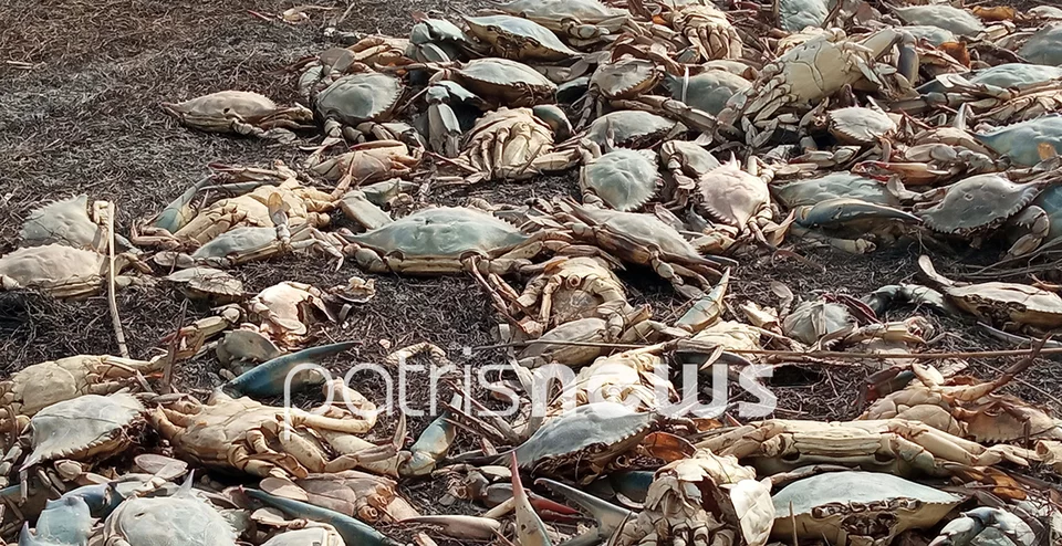 Φωτογραφία: patrisnews.gr