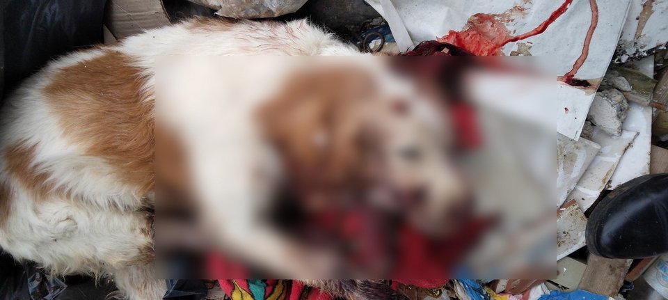 Σκότωσαν και πέταξαν στα σκουπίδια σκύλο στα Χανιά / Facebook / Lida Sifodaskalaki