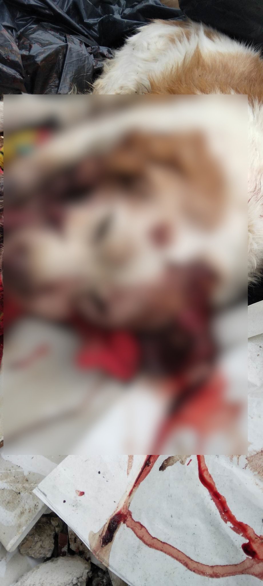 Σκότωσαν και πέταξαν στα σκουπίδια σκύλο στα Χανιά / Facebook / Lida Sifodaskalaki