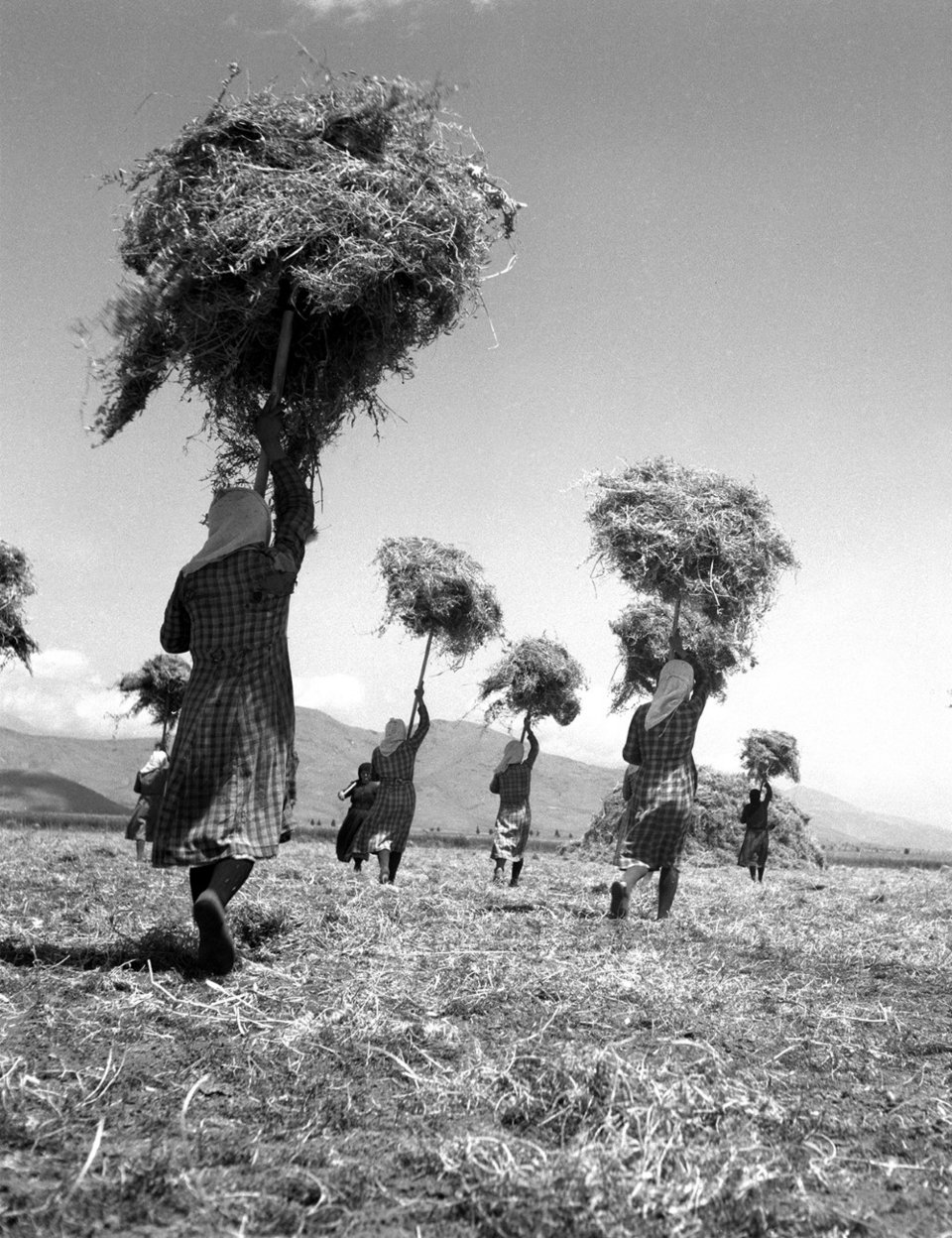 Χωρικές με ομοιόμορφες στολές, μεταφέρουν με τσουγκράνες άχυρα να τα «ντανιάσουν» σε θημωνιές