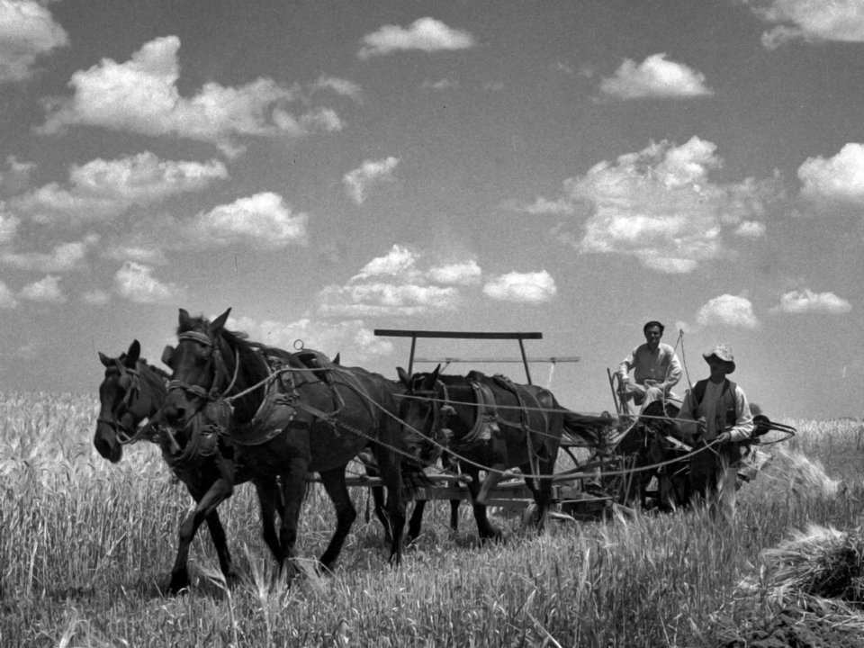 Από τις παλαιότερες φωτογραφίες (γύρω στα 1948). Χωρικοί σε θεριστική μηχανή με άλογα