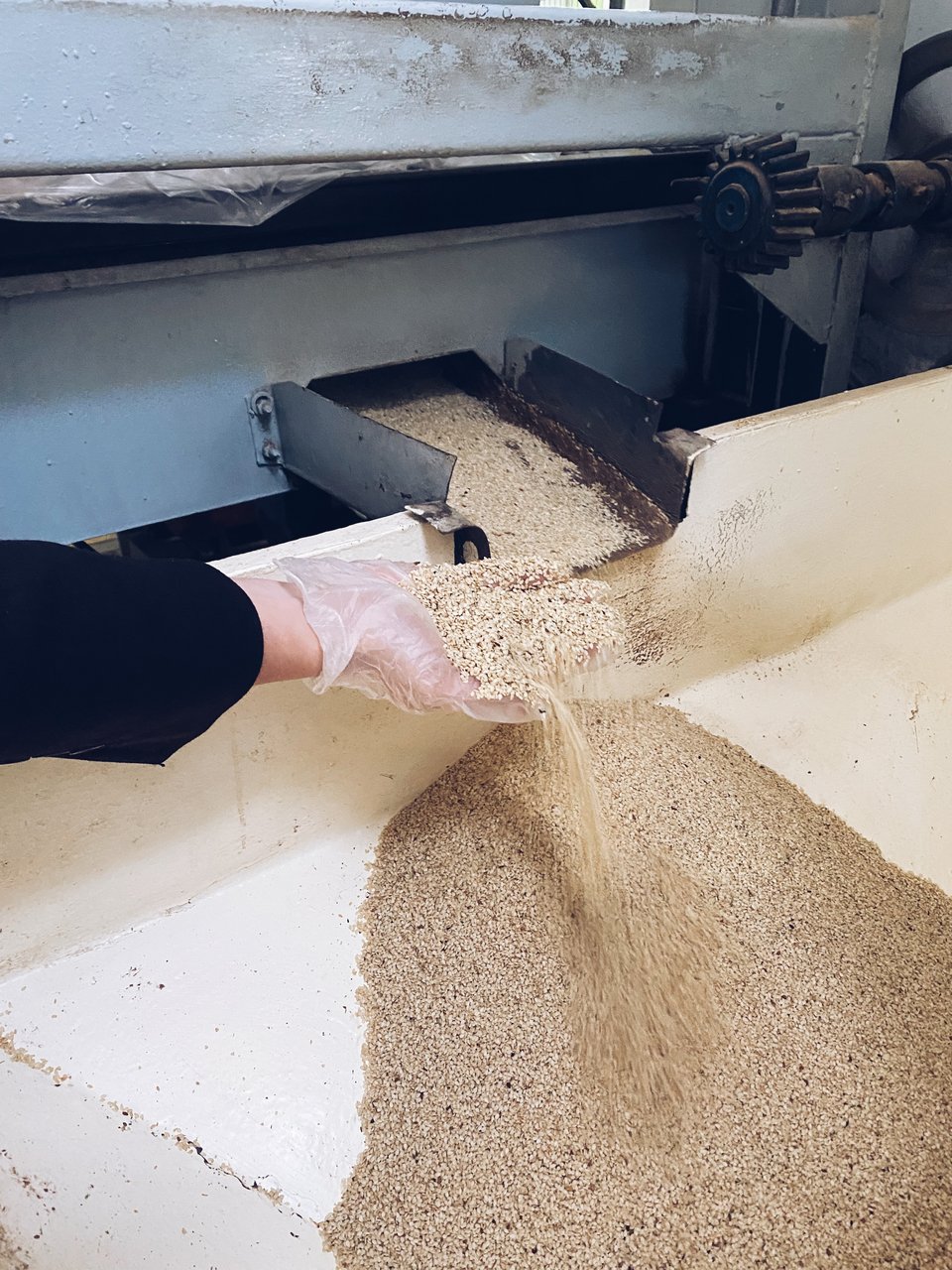 Το σουσάμι κοσκινίζεται ξανά και ξανά μέχρι να γίνει ξανθό και λείο  / Φωτογραφία: Μάνος Λειβαδάρος/iefimerida.gr