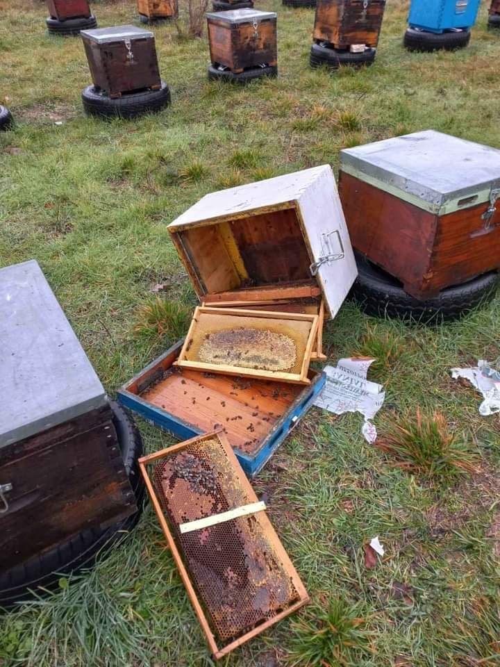 Η  ούδα έφαγε περίπου 40 κιλά μέλι και κατέστρεψε 15 με 20 μελίσσια.