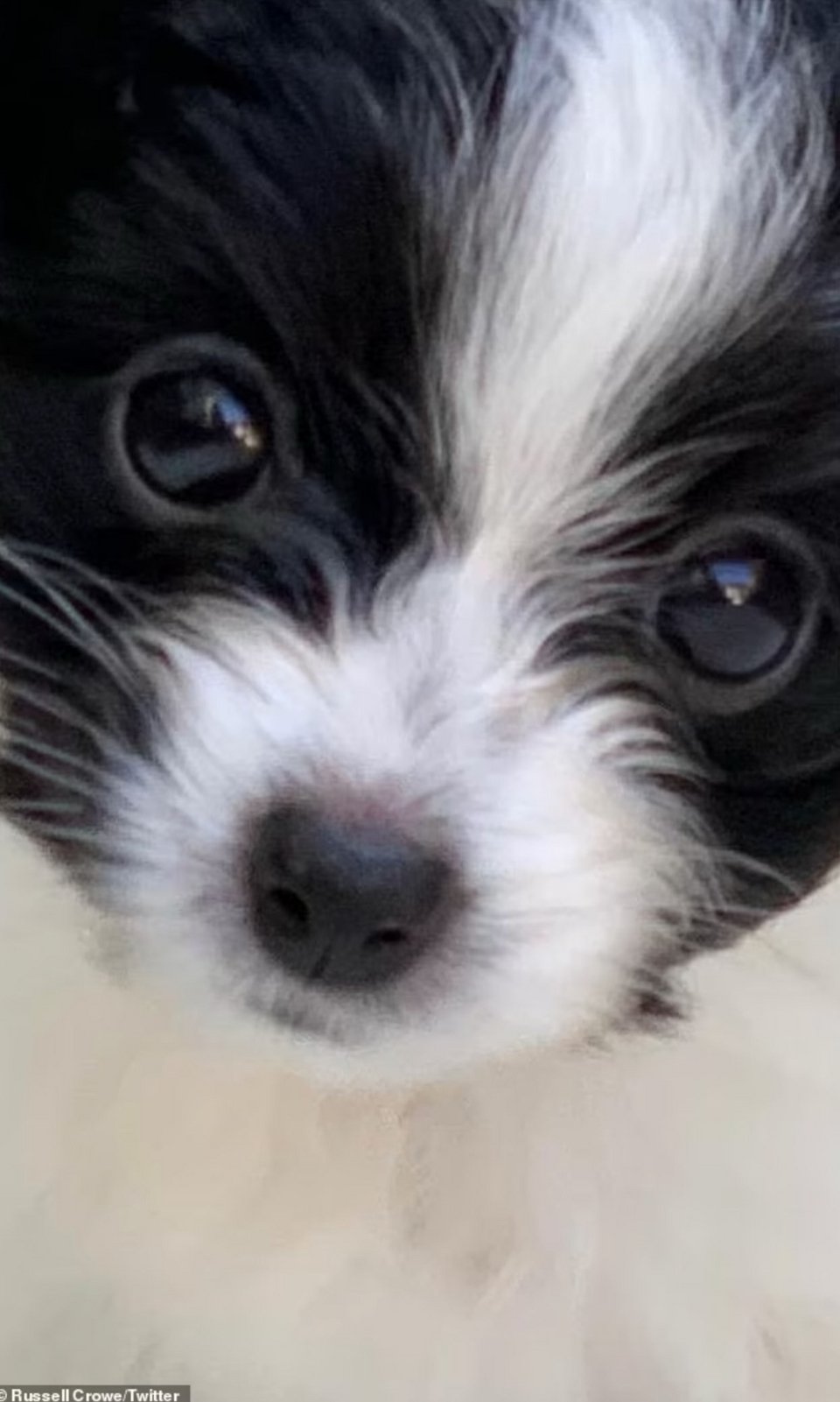 Ο Ράσελ Κρόου με τον σκύλο του