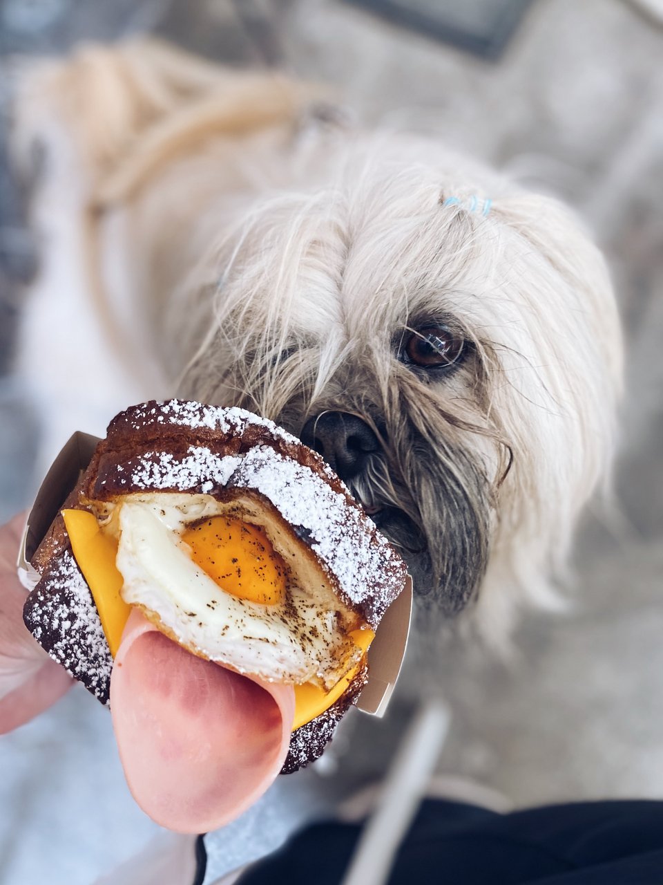 Σε όλους αρέσει το αυγό. Ο Hermes συμφωνεί! / Φωτογραφία: Μάνος Λειβαδάρος/iefimerida.gr  