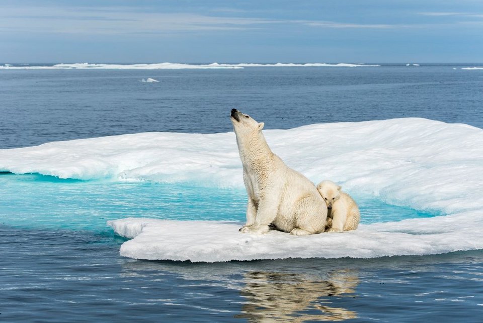 Frozen Planet II