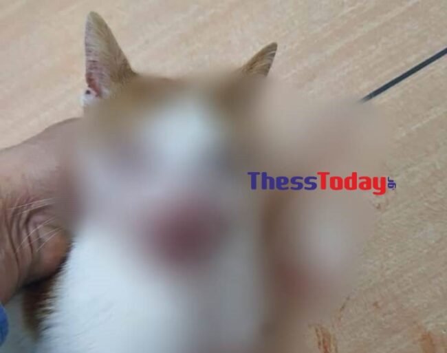Φωτογραφία: thesstoday.gr