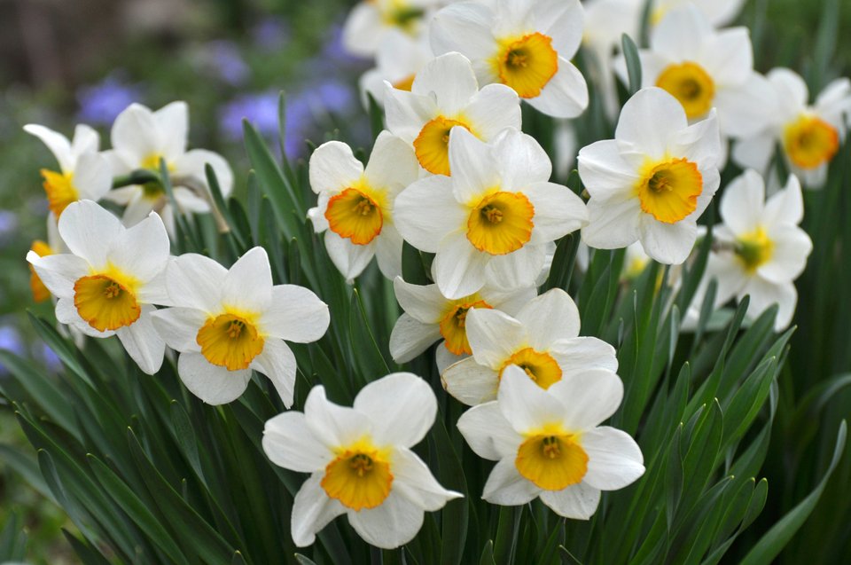 Ο νάρκισσος (Narcissus Poeticus ssp. Radiiflorus) είναι ένα από τα είδη αυτοφυούς χλωρίδας