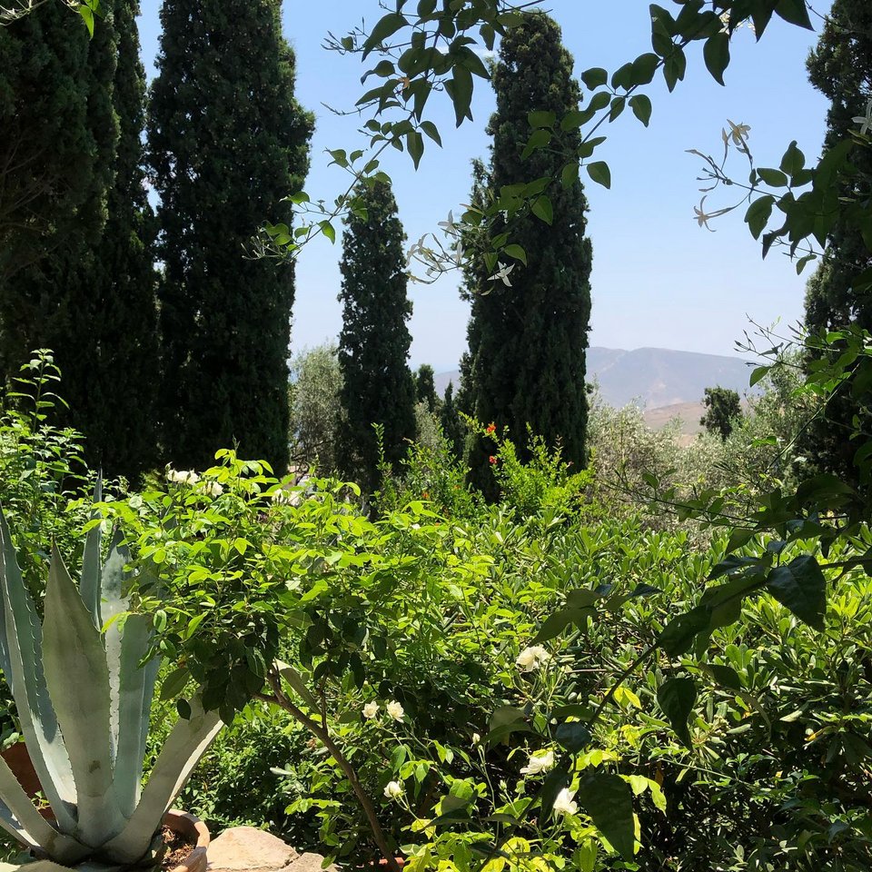 Η φύση οργιάζει στον κήπο / Φωτογραφία: johnstefanidis/Instagram
