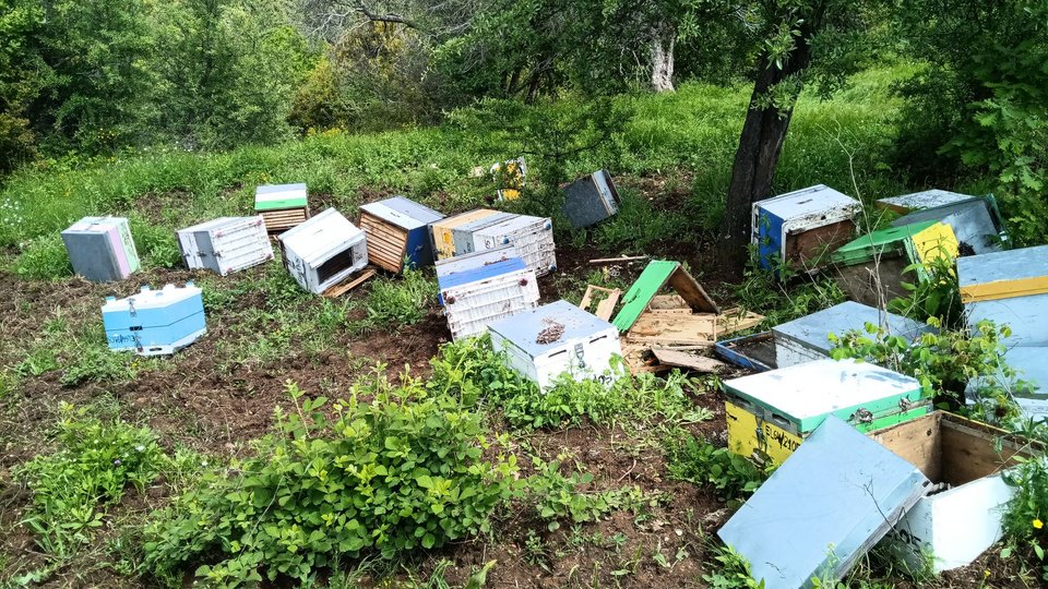 Ζημιές σε μελίσσια από την αρκουδα