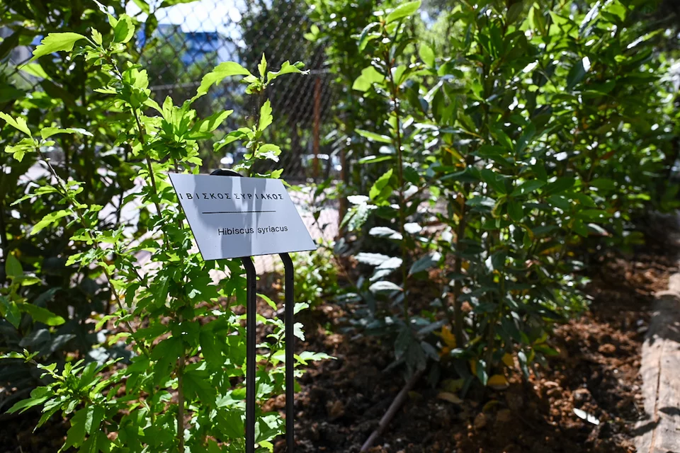 Σε όλο το πάρκο, τοποθετήθηκαν βοτανικές πινακίδες