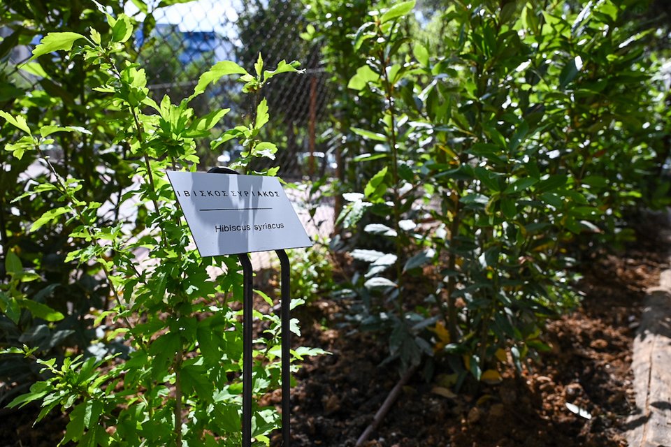 Σε όλο το πάρκο, τοποθετήθηκαν βοτανικές πινακίδες