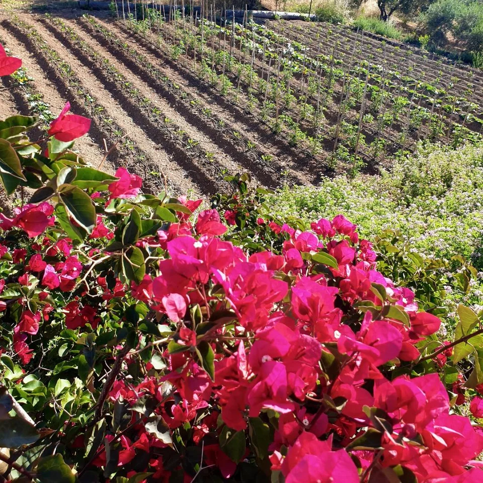 Ένα από τα μποστάνια του αγροκτήματος Peskesi, στο χωριό Χαρασό, που θα τροφοδοτεί το νέο εστιατόριο Thymises by Peskesi στο resort Pnoé Breathing Life / Φωτογραφία: Peskesi/Instagram