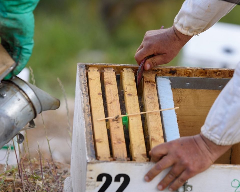 Το αγρόκτημα Peskesi διαθέτει δικά του μελίσσια / Peskesi/Instagram