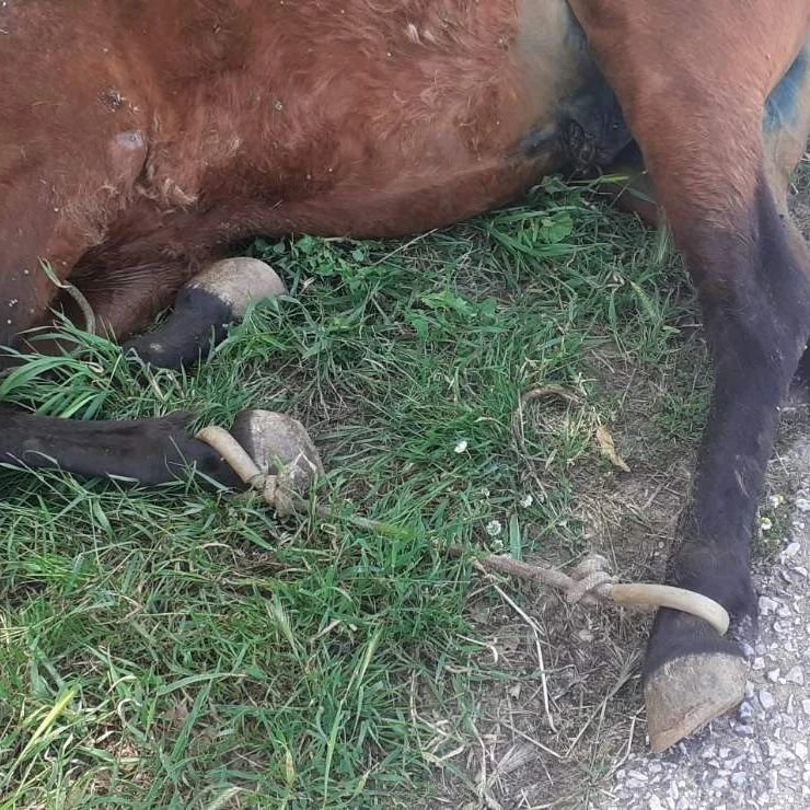 Το παστουρωμένο άλογο στην Τζια που κρεμόταν στον γκρεμό