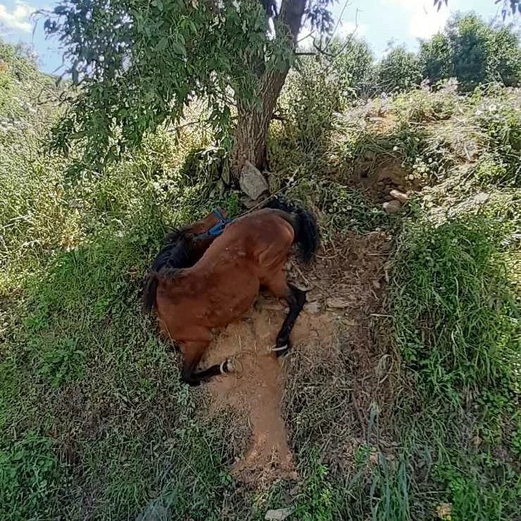 Το παστουρωμένο άλογο στην Τζια που κρεμόταν στον γκρεμό