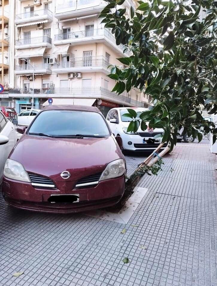 Φωτογραφία: Typosthes