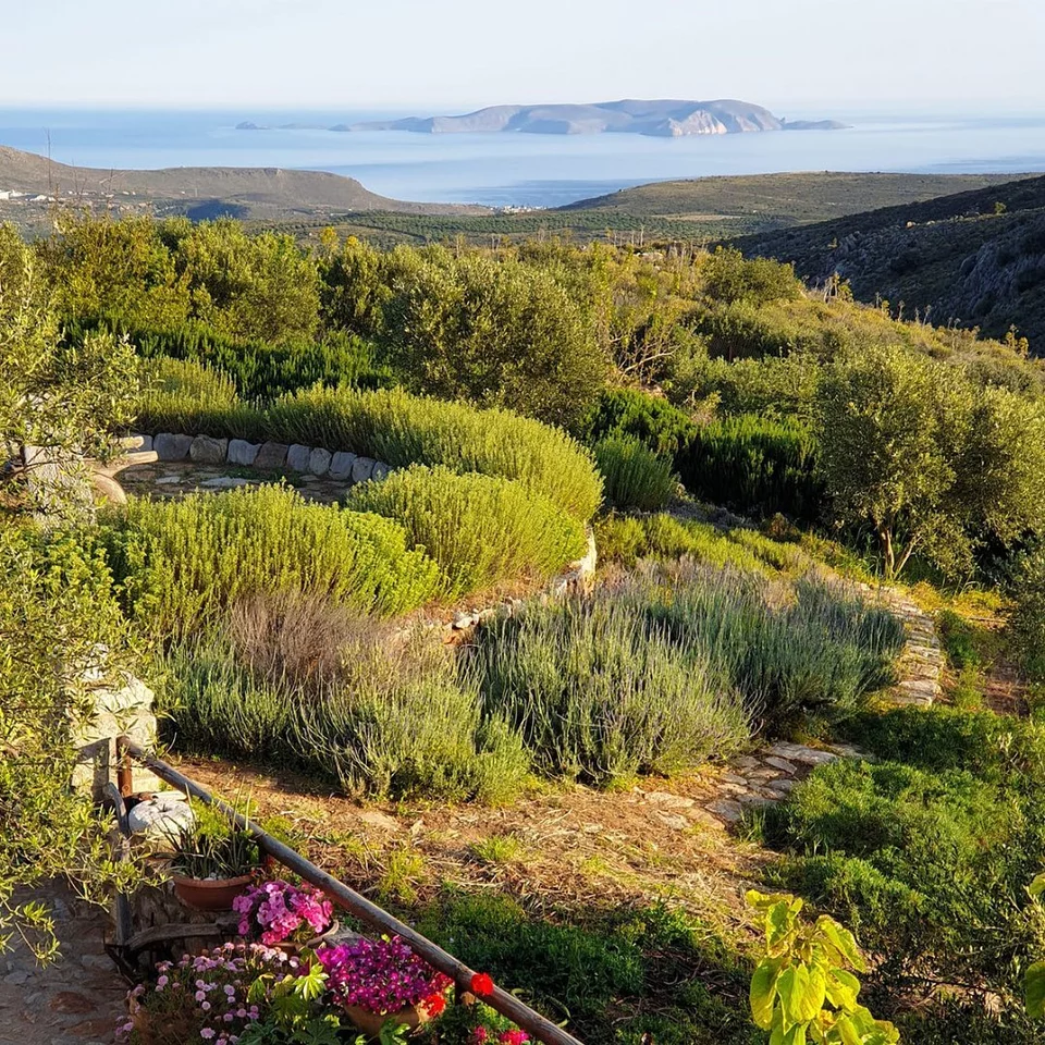 Άποψη από τις εκτάσεις του αγροκτήματος Peskesi στο χωριό Χαρασό λίγο έξω από το Ηράκλειο, που θα τροφοδοτεί το νέο εστιατόριο Thymises by Peskesi στο resort Pnoé Breathing Life / Φωτογραφία: Peskesi/Intagram