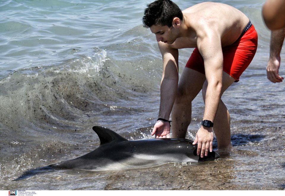 Νεαρό δελφίνι έχασε τον προσανατολισμό και κατέληξε σε παραλία της Κορίνθου / Φωτογραφία: INTIME