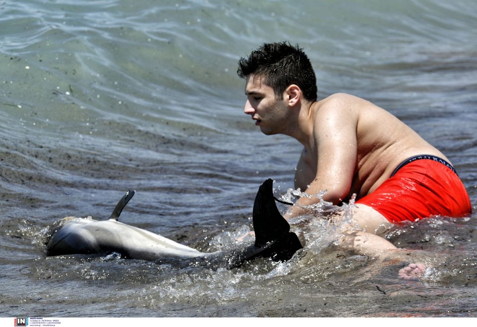 Νεαρό δελφίνι έχασε τον προσανατολισμό και κατέληξε σε παραλία της Κορίνθου / Φωτογραφία: INTIME