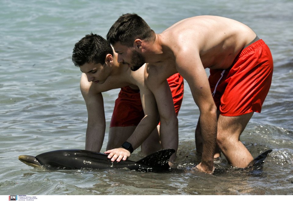 Νεαρό δελφίνι έχασε τον προσανατολισμό και κατέληξε σε παραλία της Κορίνθου / Φωτογραφία: INTIME