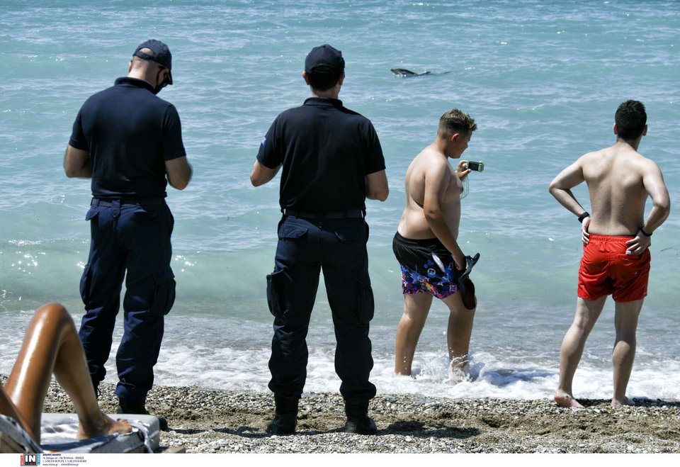 Νεαρό δελφίνι έχασε τον προσανατολισμό και κατέληξε σε παραλία της Κορίνθου / Φωτογραφία: INTIME