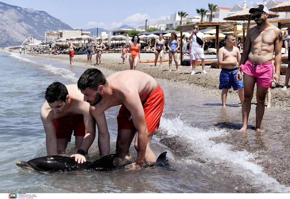 Νεαρό δελφίνι έχασε τον προσανατολισμό και κατέληξε σε παραλία της Κορίνθου / Φωτογραφία: INTIME