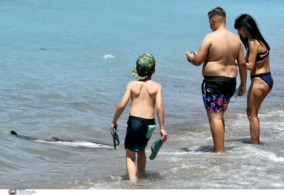 Νεαρό δελφίνι έχασε τον προσανατολισμό και κατέληξε σε παραλία της Κορίνθου / Φωτογραφία: INTIME