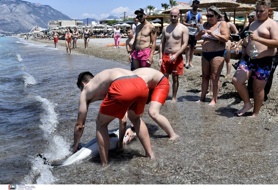 Νεαρό δελφίνι έχασε τον προσανατολισμό και κατέληξε σε παραλία της Κορίνθου / Φωτογραφία: INTIME